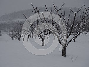 Landscape of a garden covered in bare trees and the snow during the snowfall in winter