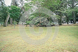 Landscape of the garden forest of Kasuga Taisha Shrine in Nara Park, Japan