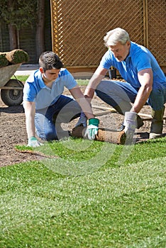 Landscape Gardeners Laying Turf For New Lawn