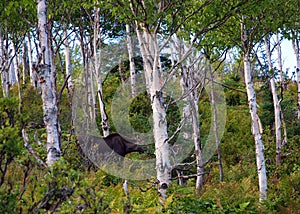 Landscape of Gaspesie National Park