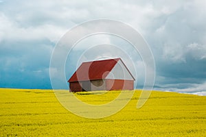 Landscape of the German countryside. A lonely house in the middle of a blooming yellow rapeseed field