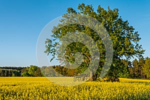 Landscape in Germany with rapeseed blossom photo