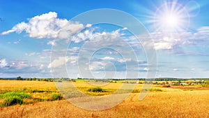 Landscape of gold field on bright sunny day. Blue sky with white clouds over yellow meadow.