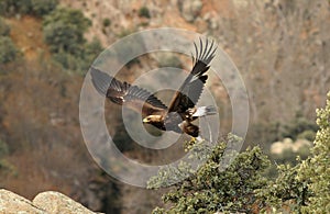 landscape with golden eagles flying photo