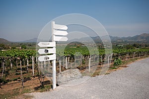 Landscape of grape farm