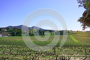 Landscape of grape fruit`s trunk in a vineyard spring time after harvest season, grapevines for produce the wine planting in a