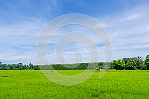 Landscape of grass field and green environment public park