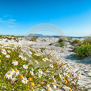 Landscape of grass and flowers in sand dunes on the beach La Cinta