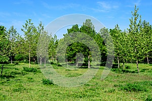 Landscape with grass and large green oak trees and grass in a sunny spring day in Parcul Izvor Izvor Park in Bucharest, Romania