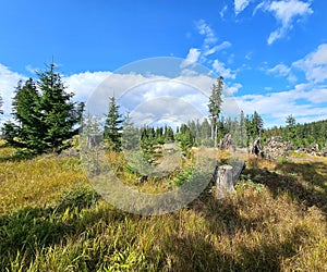 Landscape with grass and young forest.