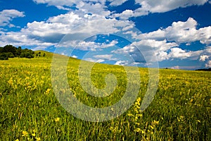 Landscape of grassland