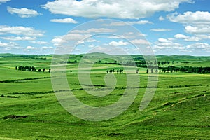 Landscape of grassland