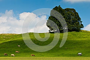 Landscape of grassland with trees, cows and hill