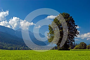 Landscape of grassland with trees and mountains