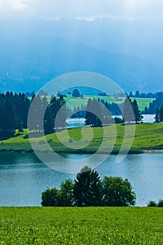 Landscape of grassland with trees and mountains