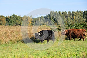 Landscape with a grazing black and a brown red Scottish Highlander bulls