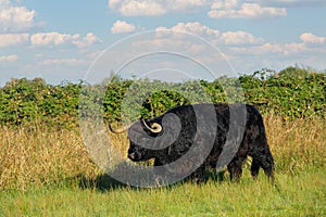 Landscape with a grazing black Scottish Highlander bull with fully grown horns