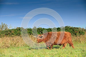 Landscape with a grazing reddish brown Scottish Highlander bull with fully grown horns