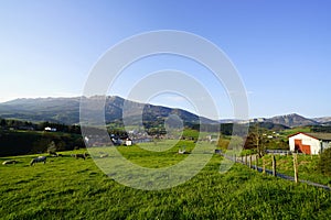 Landscape of green animal grazing pasture. Herd of cows grazing at green grass field. Cow farming ranch. Animal pasture. Landscape