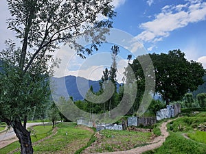 Landscape green beauty paddy fields,  nature landscaping. Plants green lands and crop fields looks beautiful summer and spring