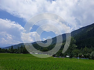 Landscape green beauty paddy fields,  nature landscaping. Plants green lands and crop fields looks beautiful summer and spring