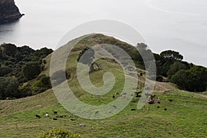 Landscape with a green field and sea, Homunga bay, Waikato region, New Zealand