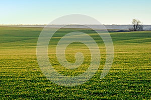 Landscape. Green field in the sun