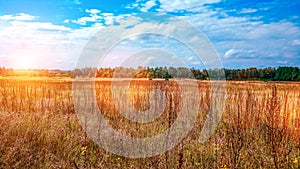 Landscape of a green field under a bubbly summer colorful sky at sunset dawn sunrise. Copyspace On Clear Sky.