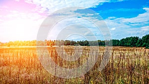 Landscape green field under bubbly summer colorful sky at sunset dawn sunrise. Copyspace On Clear Sky.