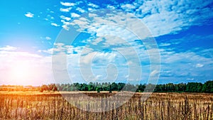 Landscape of a green field under a bubbly summer colorful sky at sunset dawn sunrise. Copyspace Clear Sky.