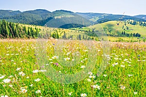 Landscape with green field of white daisies