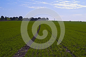 Landscape of the green fields of Kibbutz Kfar Glikson Israel