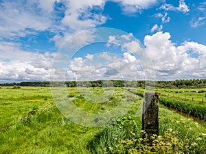 Landscape with green fields in polder near Damme in West Flanders, Belgium