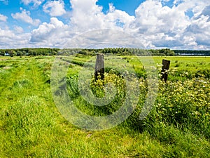 Landscape with green fields in polder near Damme in West Flanders, Belgium