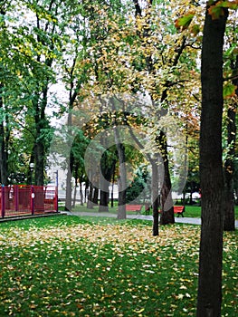 Landscape with green glade with yellow autumn leavs on the grass