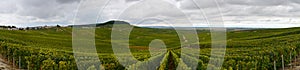 Landscape with green grand cru vineyards near Cramant, region Champagne, France in rainy day. Cultivation of white chardonnay wine