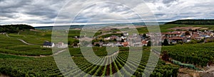 Landscape with green grand cru vineyards near Cramant, region Champagne, France in rainy day. Cultivation of white chardonnay wine