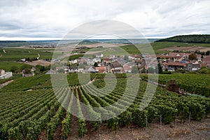 Landscape with green grand cru vineyards near Cramant, region Champagne, France in rainy day. Cultivation of white chardonnay wine