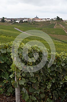 Landscape with green grand cru vineyards near Cramant, region Champagne, France in rainy day. Cultivation of white chardonnay wine