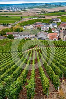 Landscape with green grand cru vineyards near Cramant, region Champagne, France in rainy day. Cultivation of white chardonnay wine