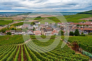 Landscape with green grand cru vineyards near Cramant, region Champagne, France in rainy day. Cultivation of white chardonnay wine