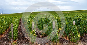 Landscape with green grand cru vineyards near Epernay, region Champagne, France in rainy day. Cultivation of white chardonnay wine