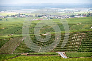 Landscape with green grand cru vineyards near Epernay, region Champagne, France in rainy day. Cultivation of white chardonnay wine