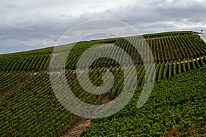 Landscape with green grand cru vineyards near Epernay, region Champagne, France in rainy day. Cultivation of white chardonnay wine