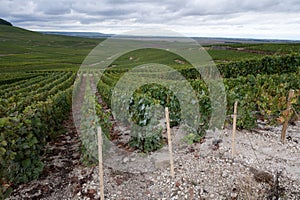 Landscape with green grand cru vineyards near Epernay, region Champagne, France in rainy day. Cultivation of white chardonnay wine