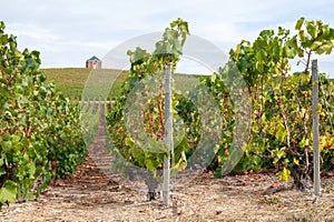 Landscape with green grand cru vineyards near Epernay, region Champagne, France in rainy day. Cultivation of white chardonnay wine