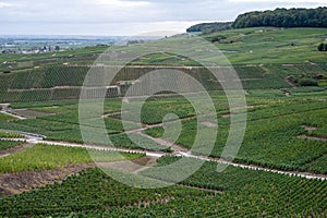 Landscape with green grand cru vineyards near Epernay, region Champagne, France in rainy day. Cultivation of white chardonnay wine