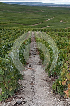 Landscape with green grand cru vineyards near Epernay, region Champagne, France in rainy day. Cultivation of white chardonnay wine