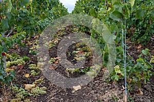 Landscape with green grand cru vineyards near Epernay, region Champagne, France in rainy day. Cultivation of white chardonnay wine