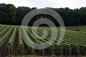 Landscape with green grand cru vineyards near Epernay, region Champagne, France in rainy day. Cultivation of white chardonnay wine